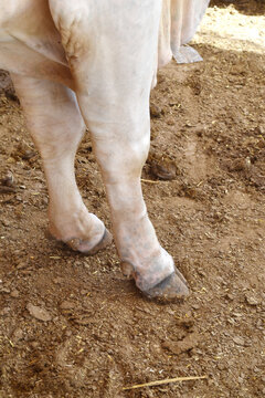 Hooves of a cow, cow's hooves close-up in farm, the cow standing on the soil and rests, the hoof of the standing cow,  hoof close up, cow legs closeup in farm, bull legs closeup in the farm