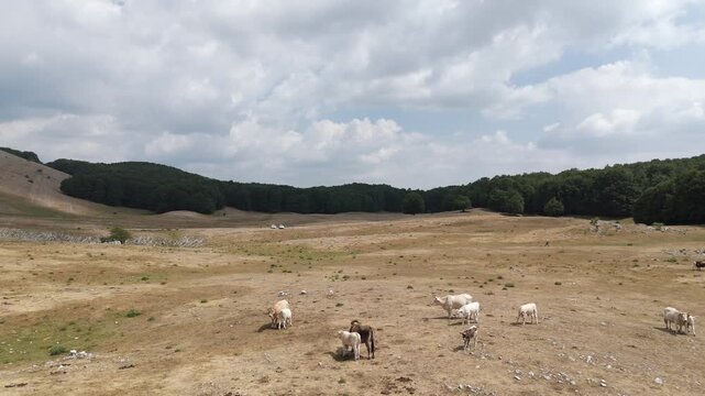 Horses Grazing in a Dry Mountain Meadow Surrounded by Forest