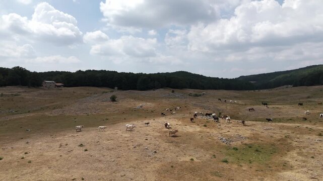 Cattle Grazing in a Dry Mountain Pasture Under a Cloudy Sky