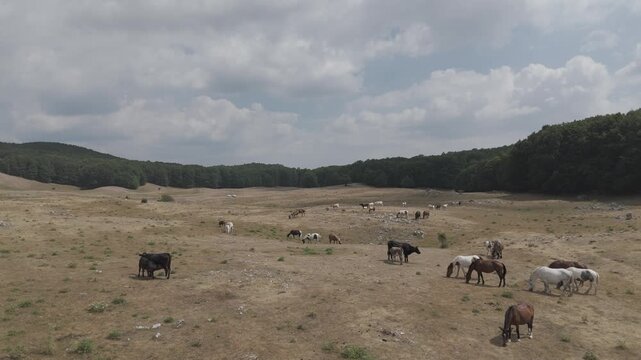 Horses and Cattle Grazing in a Dry Mountain Pasture, Aerial View