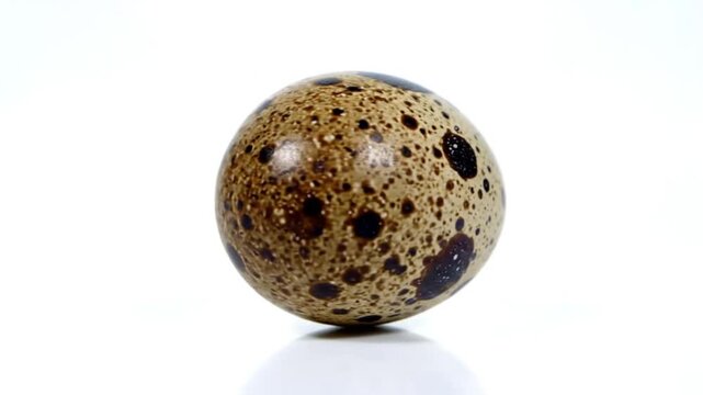 Rotating speckled quail egg isolated on a bright white background, macro detail of the colorful shell