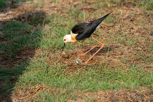 Black-winged Stilt Tending Eggs at Ground Nest in Grassland, Tadoba-Andhari Tiger Reserve, India