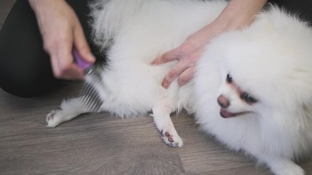 Close-up of human hands using a special grooming brush to detangle matted fur on the back leg of a white fluffy Spitz dog. Pet care, grooming routine. Professional or home maintenance.