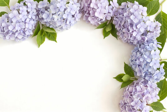 Lilac hydrangea floral copy space on white linen
