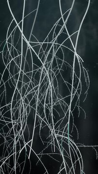 Plant roots branching and spreading downward through dark soil underground seamless loop in rich charcoal tones vertical 9:16