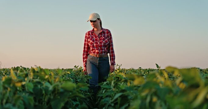 Female farmer walking through a soybean field and inspecting the crop cultivation