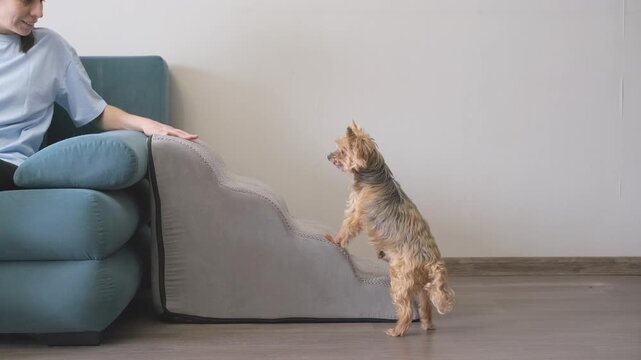woman with treat training old yorkshire terrier to climb pet stairs to sofa. senior dog learning pet stairs for safe access to furniture. concept of pet stairs for elderly animals with joint problems