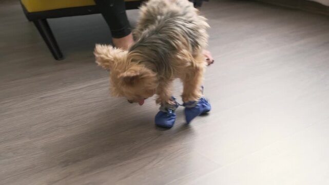small dog wearing blue dog shoes walks awkwardly on wooden floor at home. owner training pet to use dog shoes for winter walks. concept of dog shoes and pet care adaptation process