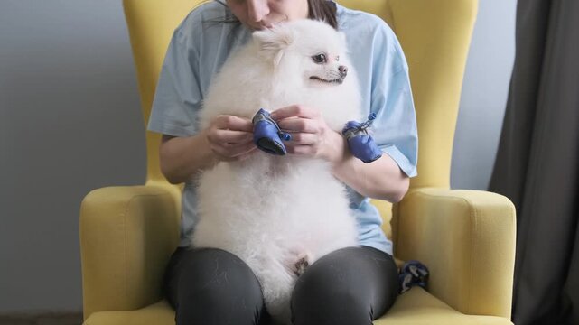woman putting dog shoe on fluffy pomeranian sitting in soft armchair. pet resisting dog shoe during training process. concept of dog shoe for paw protection against street reagents.