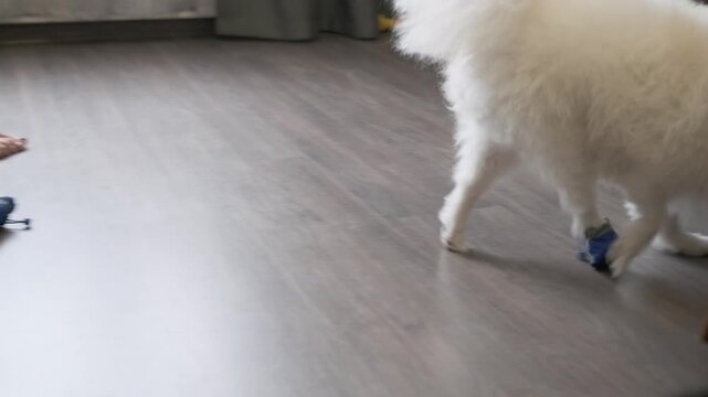 dog jumping off chair rejecting dog shoes with anger. pet resisting uncomfortable dog shoes while owner tries training. dog shoes and difficult pet training process for animal behavior correction