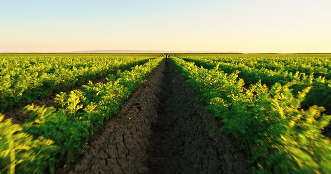 Point of view shot moving through rows of carrots in a field at sunset