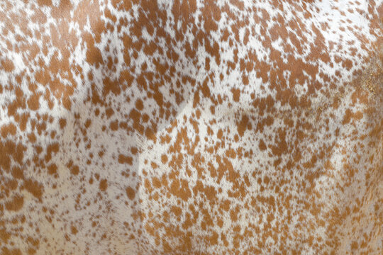 Cow skin texture background, bull leather with fur background closeup, cow hide pattern, The texture is dense and rich, displaying a natural pattern, cow skin hairy texture bull fur animal skin textur