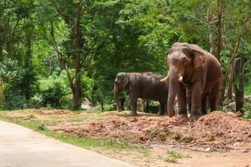 Obraz premium Asian elephant in forest clearing standing near dirt mound with calm expression and lush green trees in background