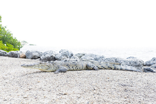An American crocodile (Crocodylus acutus) resting.