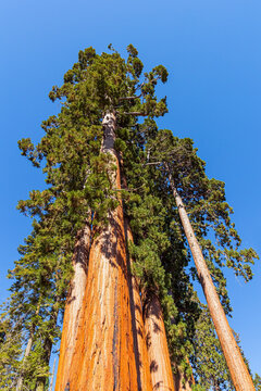 Colossal sequoia trees.