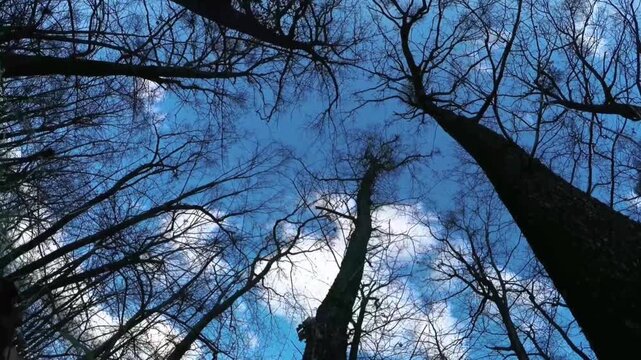 A low-angle view showing tall, leafless trees against a backdrop of a bright blue sky and slowly moving white clouds.