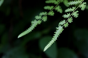 Delicate green fern frond with lacy pinnate leaflets in soft natural light creating serene botanical closeup mood © CoreRock