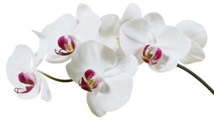 Delicate white orchid flowers with magenta centers, isolated on transparent background © Jonathan