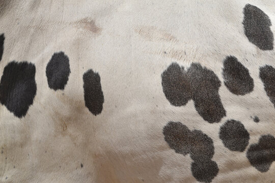 Cow skin texture background, bull leather with fur background closeup, cow hide pattern, The texture is dense and rich, displaying a natural pattern, cow skin hairy texture bull fur animal skin textur