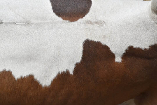 Cow skin texture background, bull leather with fur background closeup, cow hide pattern, The texture is dense and rich, displaying a natural pattern, cow skin hairy texture bull fur animal skin textur