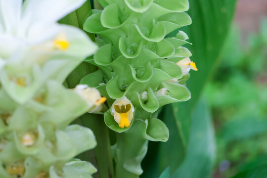 Green spiral ginger inflorescence with yellow and white tubular flowers, close up macro showing water droplets and lush tropical foliage, calm natural botanical mood