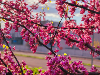 Fototapeta premium Pink Flowering Tree in Front of Building