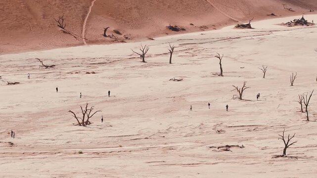 Aerial view of Deadvlei clay pan and camelthorn trees in Sossusvlei, Namibia. Tiny visitors walk as the camera sweeps across vivid dunes in bright daylight.