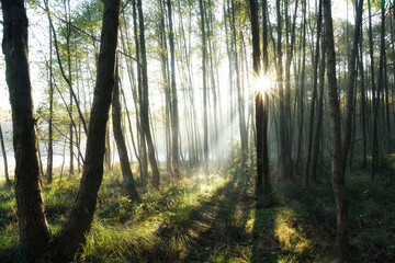 Obraz premium Morning sun rising behind the alder forest, autumn landscape, frosty meadow and mist