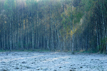 Frost-covered meadow beside a birch forest on a crisp autumn mor © Piotr