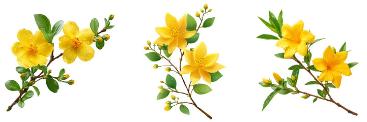 Fototapeta premium Set of Detailed botanical scene of a healthy branch covered with cheerful yellow flowers and vibrant green leaves on transparent png background. Ai generated