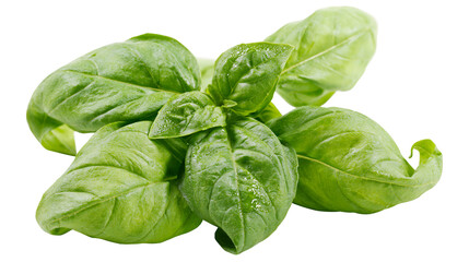 Fototapeta premium Fresh green basil leaves with water droplets, isolated on transparent background