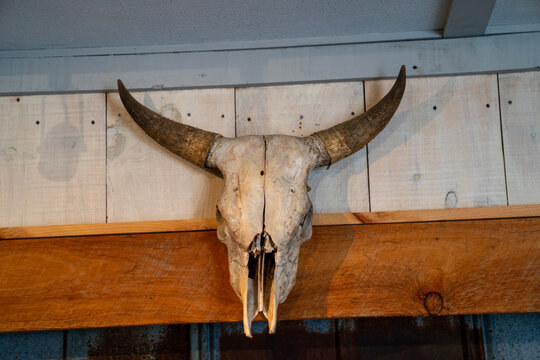 horns of a dead bull