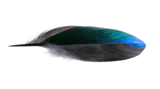 Single iridescent bird feather with blue and green hues, isolated on transparent background