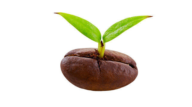 Brown coffee bean sprouting two green leaves, isolated on transparent background