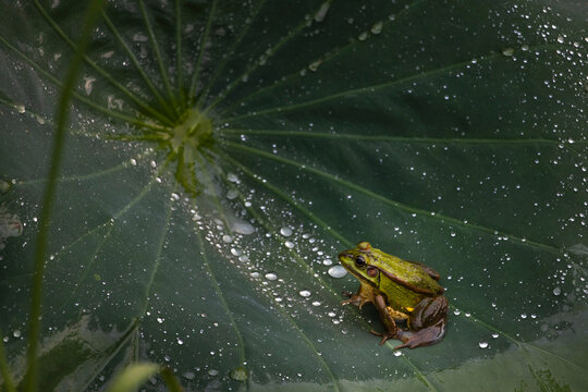 A frog and dew drops on a lotus leaf