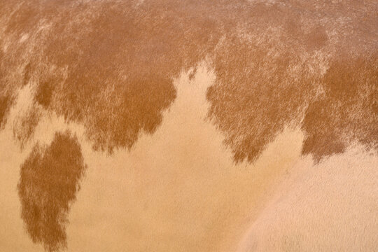 Cow skin texture background, bull leather with fur background closeup, cow hide pattern, The texture is dense and rich, displaying a natural pattern, cow skin hairy texture bull fur animal skin textur