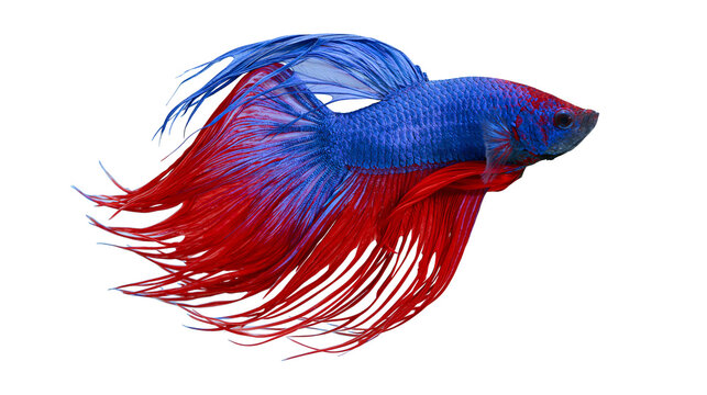 Vibrant blue and red betta fish with flowing fins, isolated on transparent background