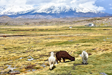 Naklejka premium Alpacas in Lauca National Park. Chile.