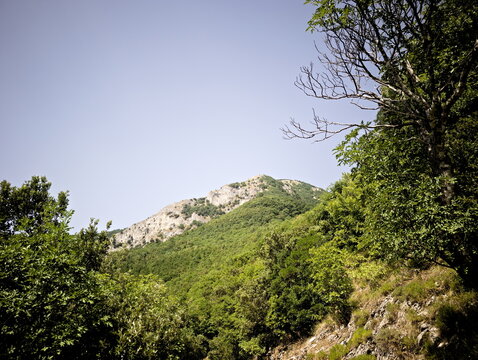 Montagna rocciosa chiara circondata da foresta verde e cielo azzurro limpido. Forte contrasto tra roccia esposta e vegetazione fitta, scena naturale luminosa e incontaminata