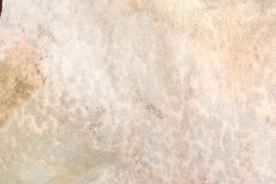 Cow skin texture background, bull leather with fur background closeup, cow hide pattern, The texture is dense and rich, displaying a natural pattern, cow skin hairy texture bull fur animal skin textur
