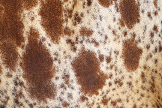 Cow skin texture background, bull leather with fur background closeup, cow hide pattern, The texture is dense and rich, displaying a natural pattern, cow skin hairy texture bull fur animal skin textur