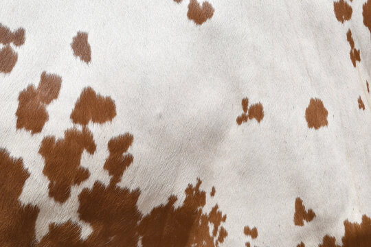 Cow skin texture background, bull leather with fur background closeup, cow hide pattern, The texture is dense and rich, displaying a natural pattern, cow skin hairy texture bull fur animal skin textur
