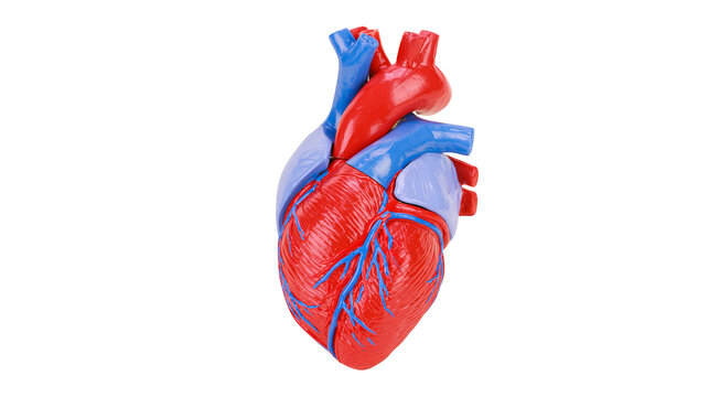 Anatomical human heart model with red ventricles and blue arteries, isolated on transparent background