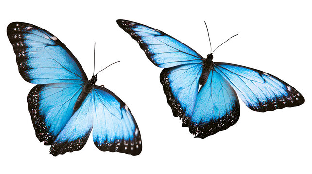 Two vibrant blue morpho butterflies with black edges, isolated on transparent background