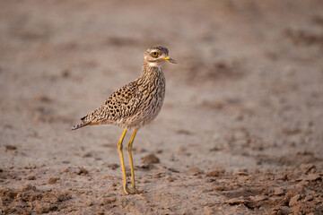 Spotted Thick-knee bird portret – South Africa © Hanlie