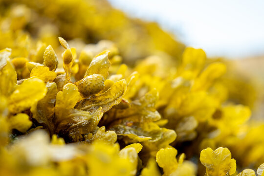 selective focus of Fucus vesiculosus seaweed growing on a coastal rock surface at low tide with blurred background