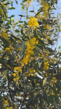 Yellow wattle flowers blossom on tree branches with green leaves against a clear blue sky background