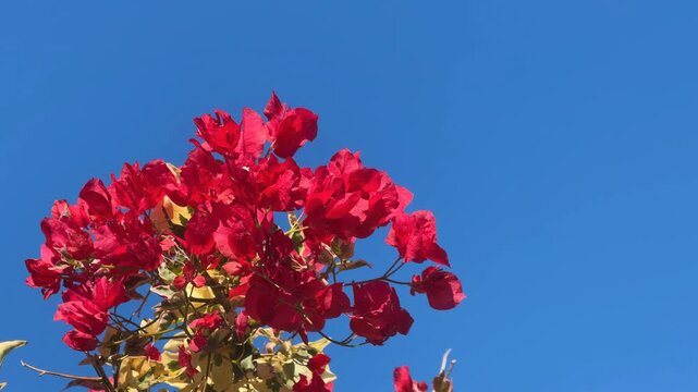 Bougainvillea flowers against a clear blue sky background