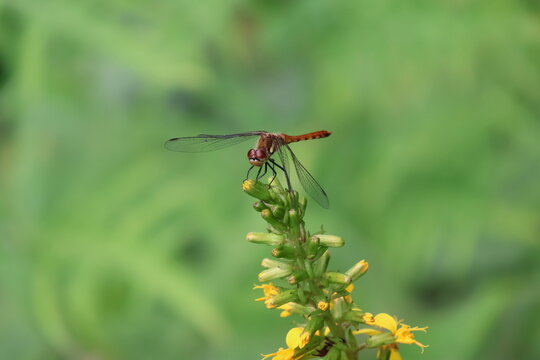 An autumn darter dragonfly perched on a Ligularia stenocephala flower