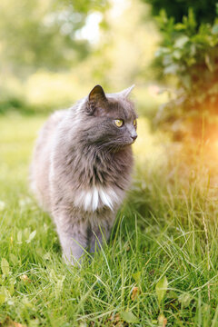 Adorable fluffy cat walking outside in sunshine